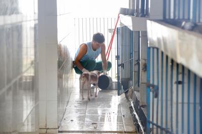 Prefeitura registra castração de mais de 4 mil animais em 2017 e adoção de 800 em dois anos