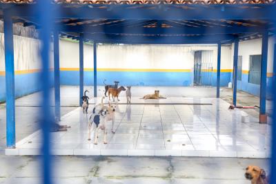 Prefeitura registra castração de mais de 4 mil animais em 2017 e adoção de 800 em dois anos