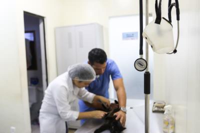 Prefeitura registra castração de mais de 4 mil animais em 2017 e adoção de 800 em dois anos
