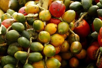 Ver-o-Peso completa 391 anos com bolo gigante, jogos e serviços para os feirantes	