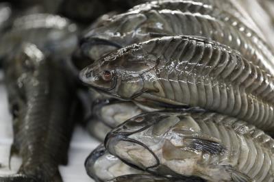 Ver-o-Peso completa 391 anos com bolo gigante, jogos e serviços para os feirantes	