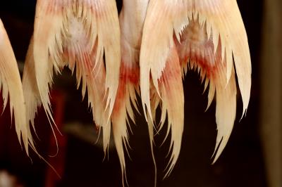 Ver-o-Peso completa 391 anos com bolo gigante, jogos e serviços para os feirantes	