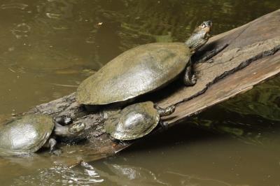 PROGRAMAÇÃO NO BOSQUE RODRIGUES ALVES - 08 DE MAIO
