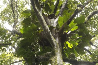 PROGRAMAÇÃO NO BOSQUE RODRIGUES ALVES - 08 DE MAIO