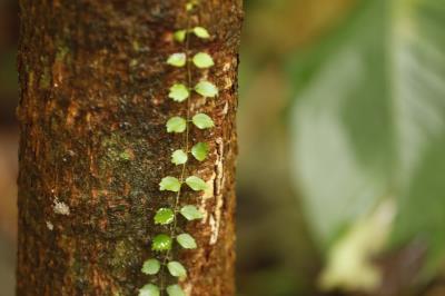 PROGRAMAÇÃO NO BOSQUE RODRIGUES ALVES - 08 DE MAIO