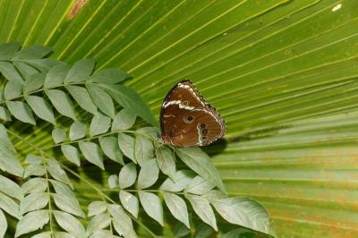 PROGRAMAÇÃO NO BOSQUE RODRIGUES ALVES - 08 DE MAIO