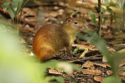 PROGRAMAÇÃO NO BOSQUE RODRIGUES ALVES - 08 DE MAIO