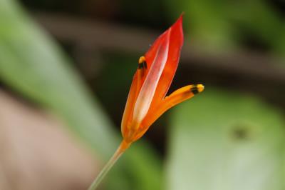 PROGRAMAÇÃO NO BOSQUE RODRIGUES ALVES - 08 DE MAIO