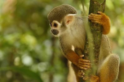 PROGRAMAÇÃO NO BOSQUE RODRIGUES ALVES - 08 DE MAIO