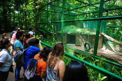 Bosque Rodrigues Alves celebra aniversário e apresenta seu mais novo morador