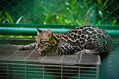 Bosque Rodrigues Alves celebra aniversário e apresenta seu mais novo morador