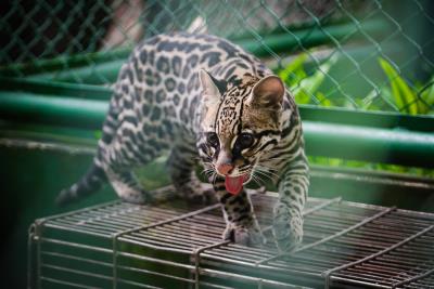 Bosque Rodrigues Alves celebra aniversário e apresenta seu mais novo morador