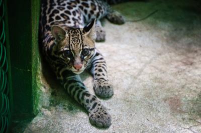 Bosque Rodrigues Alves celebra aniversário e apresenta seu mais novo morador