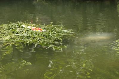 Peixe-boi do Bosque ganha bolo especial no aniversário de 62 anos