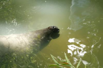 Peixe-boi do Bosque ganha bolo especial no aniversário de 62 anos