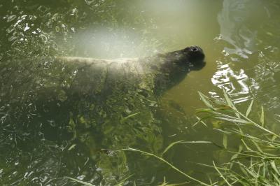 Peixe-boi do Bosque ganha bolo especial no aniversário de 62 anos