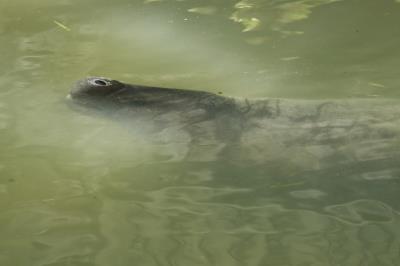 Peixe-boi do Bosque ganha bolo especial no aniversário de 62 anos