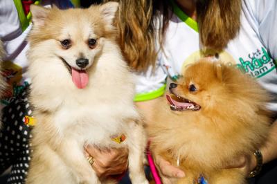 Domingo de lazer na Doca também teve caminhada para cães