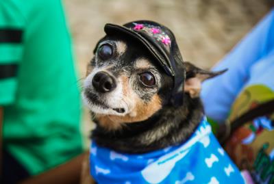 Domingo de lazer na Doca também teve caminhada para cães