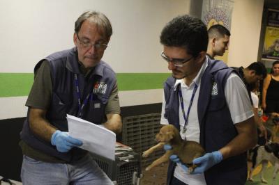 Feira de adoção de cães e gatos repete sucesso na 37ª edição