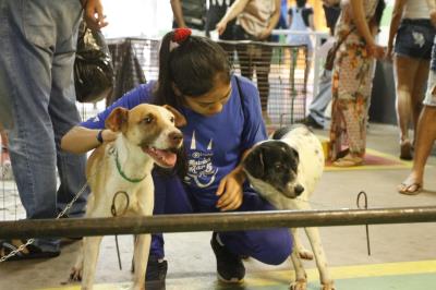 Feira de adoção de cães e gatos repete sucesso na 37ª edição