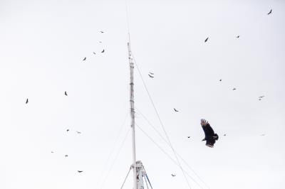 Aniversário do Ver-o-Peso: 392 anos - Parte 2