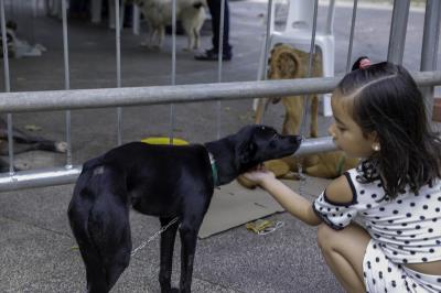 Praça do Jaú recebe Feira de Adoção de Cães e Gatos