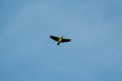 Ilhas que vão além do Combu e são opções de lazer ainda desconhecidas