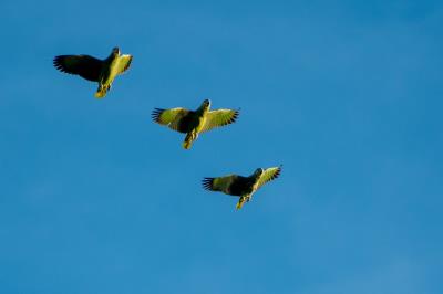 Ilhas que vão além do Combu e são opções de lazer ainda desconhecidas