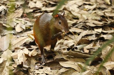 Prefeitura dá início à XVI Semana Municipal do Meio Ambiente