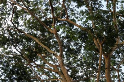 Prefeitura dá início à XVI Semana Municipal do Meio Ambiente