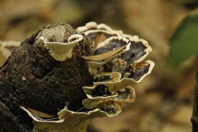 Prefeitura dá início à XVI Semana Municipal do Meio Ambiente