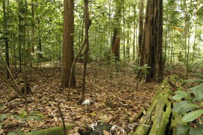 Prefeitura dá início à XVI Semana Municipal do Meio Ambiente