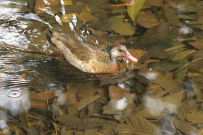 Prefeitura dá início à XVI Semana Municipal do Meio Ambiente
