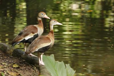 Prefeitura dá início à XVI Semana Municipal do Meio Ambiente