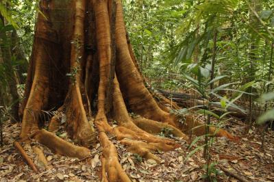 Prefeitura dá início à XVI Semana Municipal do Meio Ambiente
