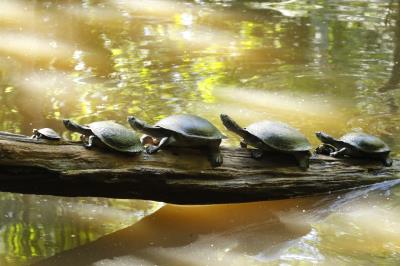 Programação no Bosque Rodrigues Alves encerra a XVI Semana do Meio Ambiente