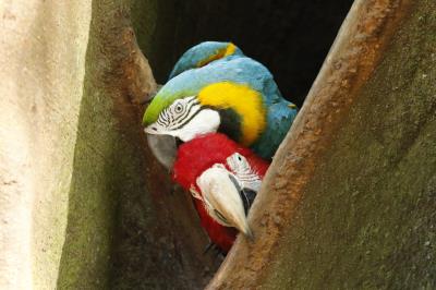 Programação no Bosque Rodrigues Alves encerra a XVI Semana do Meio Ambiente