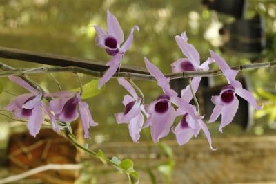 Programação no Bosque Rodrigues Alves encerra a XVI Semana do Meio Ambiente