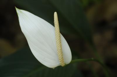 Programação no Bosque Rodrigues Alves encerra a XVI Semana do Meio Ambiente