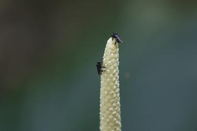 Programação no Bosque Rodrigues Alves encerra a XVI Semana do Meio Ambiente