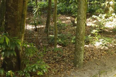 Programação no Bosque Rodrigues Alves encerra a XVI Semana do Meio Ambiente