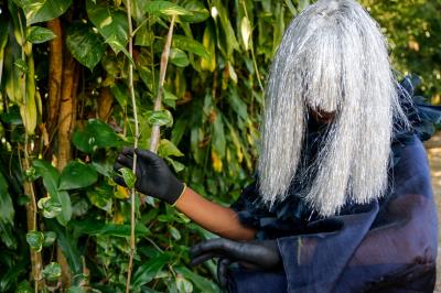 Primeiros Pássaros Juninos se apresentam no Museu Paraense Emílio Goeldi