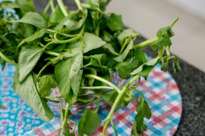 Boieiras são capacitadas para a terceira edição do “Circuito Gastronômico - Mercado Criativo”