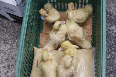 Prefeitura de Belém estimula criação de aves em Mosqueiro