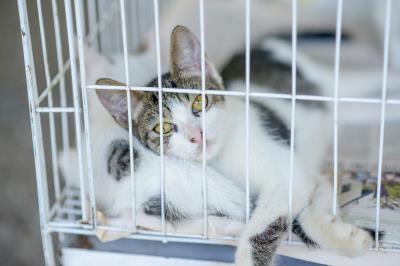 Praça Brasil recebe Feira de Adoção de Cães e Gatos