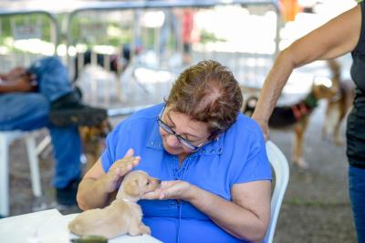 Praça Brasil recebe Feira de Adoção de Cães e Gatos