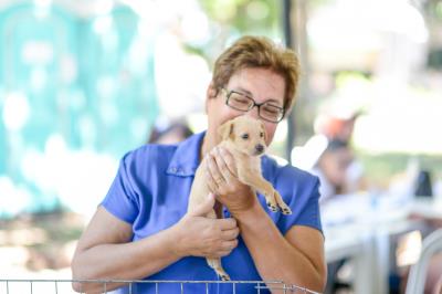 Praça Brasil recebe Feira de Adoção de Cães e Gatos