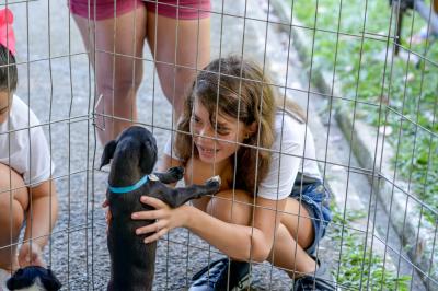 Praça Brasil recebe Feira de Adoção de Cães e Gatos