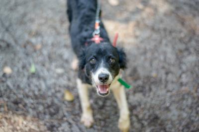 Praça Brasil recebe Feira de Adoção de Cães e Gatos